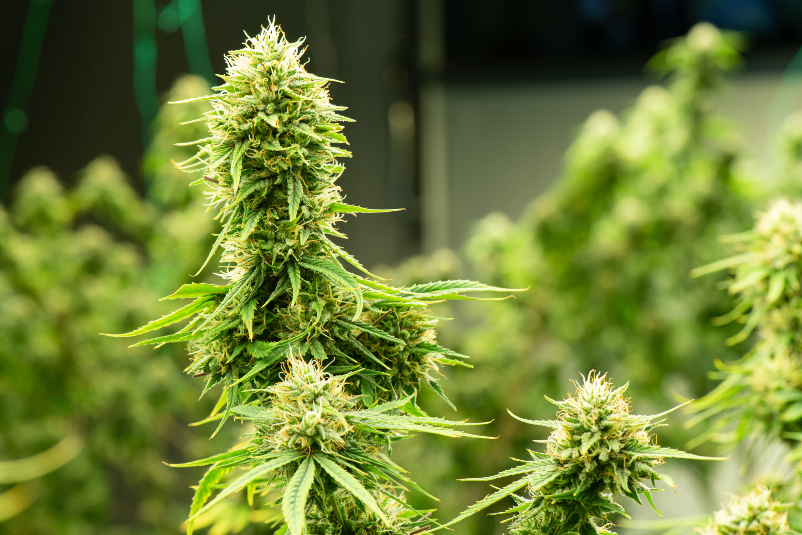 Blooming cannabis ready to be used for extraction into various p