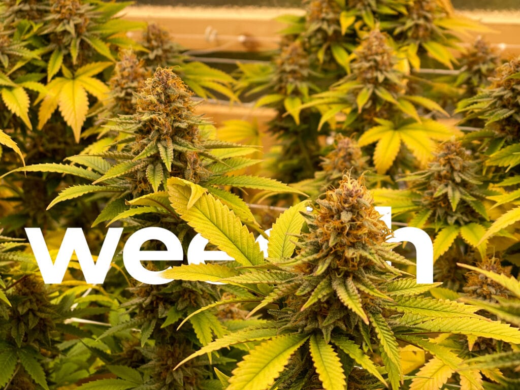 Indoor cannabis plants beginning the flowering stage beneath grow lights.