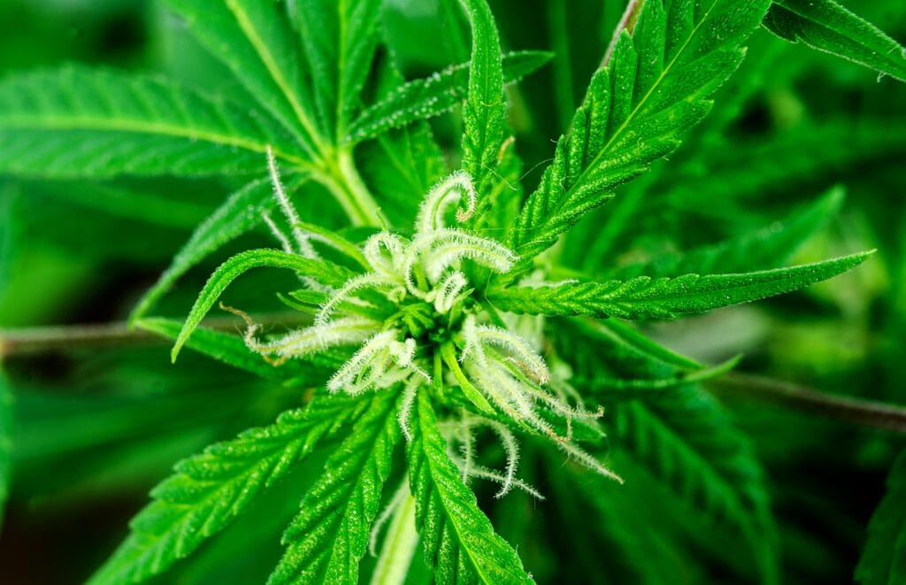 A close view of early cannabis flower development at a stem node.