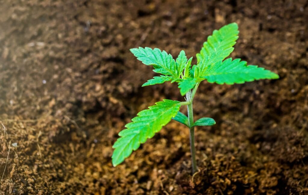 A young cannabis seedling establishing its first true leaves in soil.