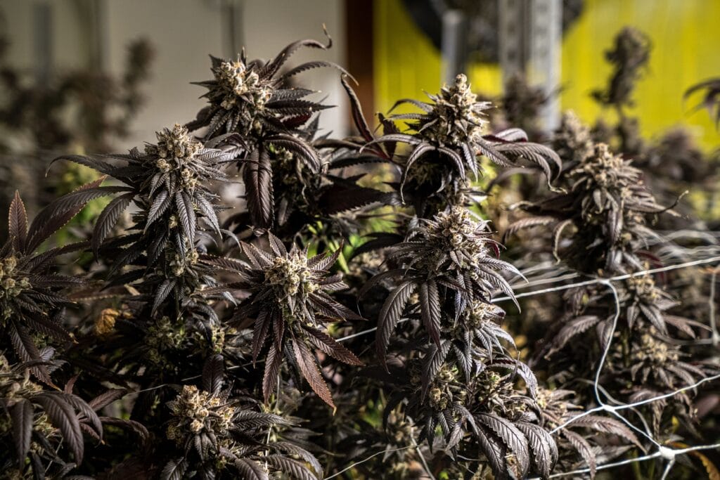 Healthy cannabis plants growing indoors beneath controlled horticultural lighting.