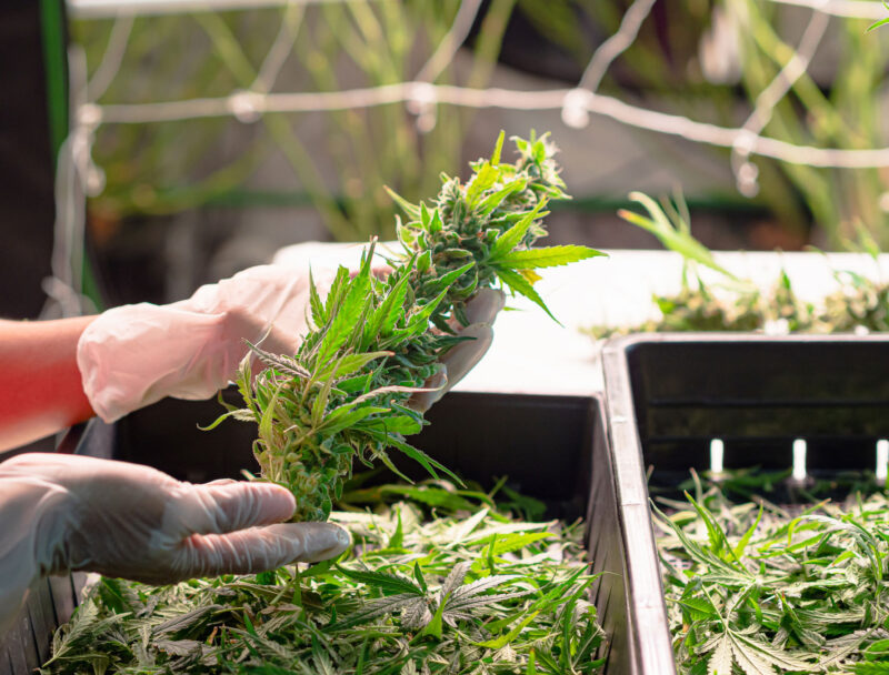 A cannabis grower trimming fresh buds with precision scissors, removing excess leaves to enhance potency and appearance.