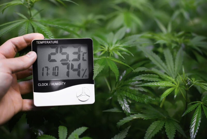 Cannabis Temperature and humidity control