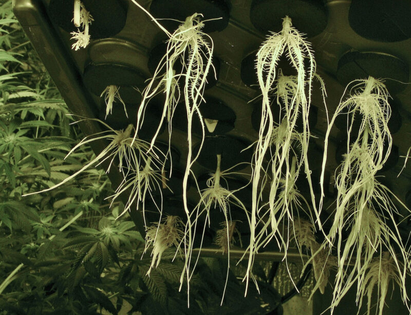 Aeroponic Marijuana Plant Roots