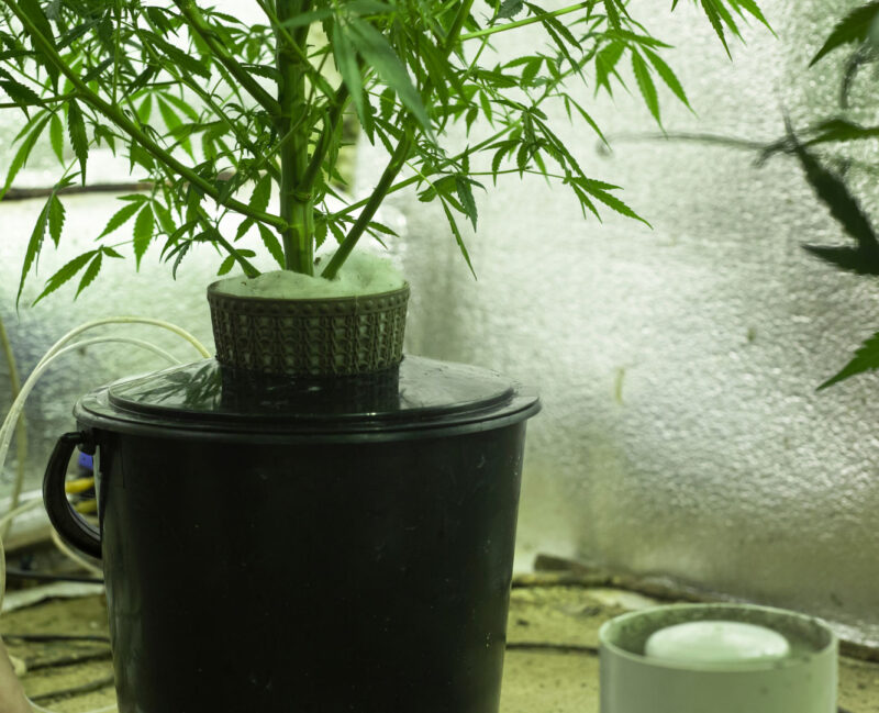 Aerophonic cannabis plant in pot