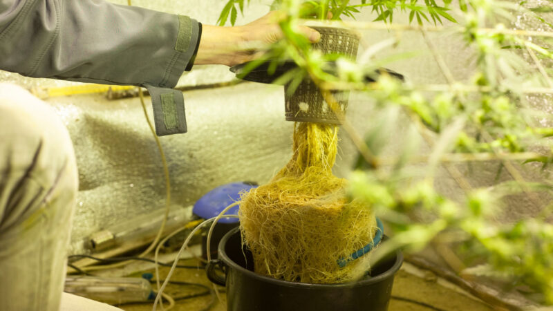 Aeroponic cannabis massive roots