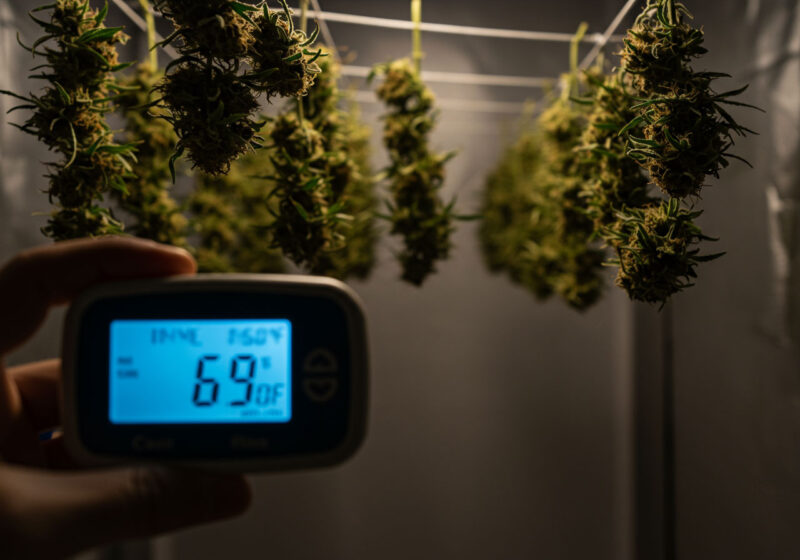 Hanging cannabis buds drying on strings in a controlled environment, with a handheld device showing 69°F temperature and ideal humidity levels for curing.






