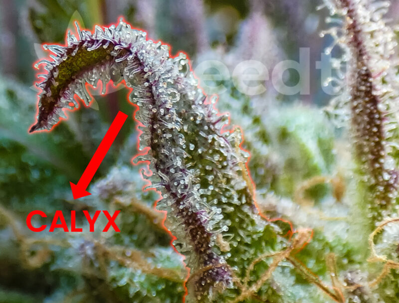 Cannabis calyx