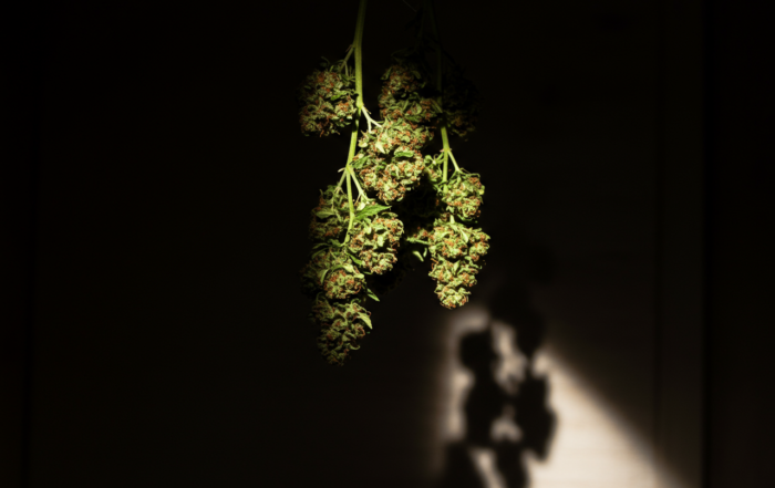 Fresh cannabis buds hanging in a dimly lit drying room with a focused light beam highlighting their textured green and orange hues. Shadows on the wall emphasize the moody atmosphere and controlled drying process