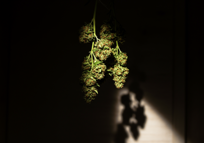 Fresh cannabis buds hanging in a dimly lit drying room with a focused light beam highlighting their textured green and orange hues. Shadows on the wall emphasize the moody atmosphere and controlled drying process