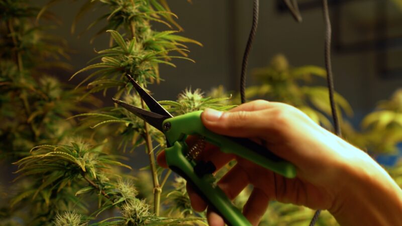 cutting cannabis plant in indoor 