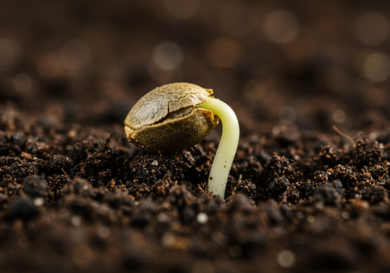 A cannabis seed sprouting in nutrient-rich soil, with its shell cracking open to reveal a healthy green shoot beginning to grow.