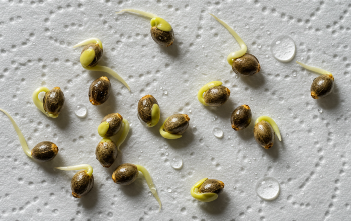 cannabis seeds germinating on a moist paper towel, with small roots
