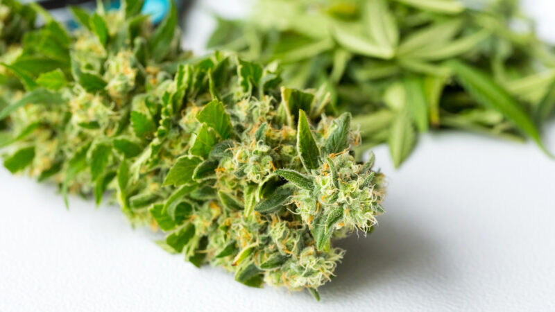 A fully trimmed cannabis bud next to small trim pieces, which can be used for making hash oil, edibles, or other cannabis products instead of being discarded.