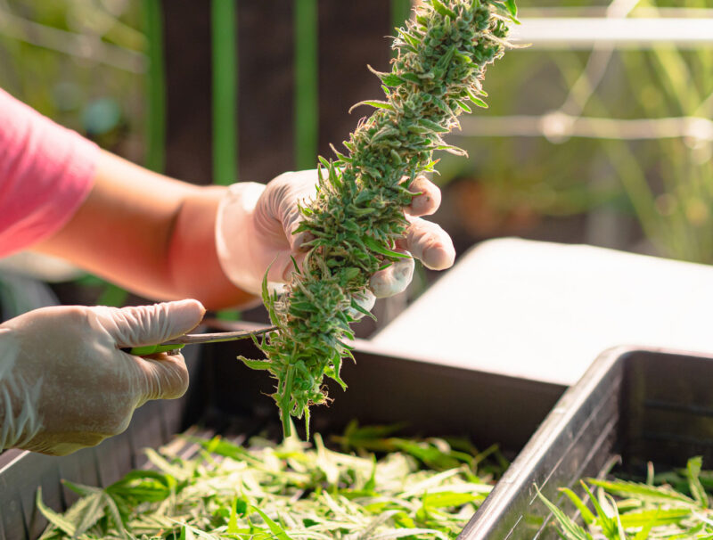 A nearly finished trimmed cannabis bud with only a few small leaves remaining, carefully manicured for optimal curing and potency.