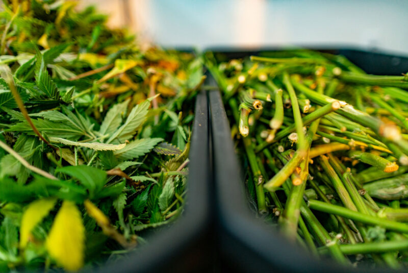 Close-up of a grower using trimming scissors to remove a cannabis leaf stem, ensuring a clean cut to prevent moisture buildup and mold formation.