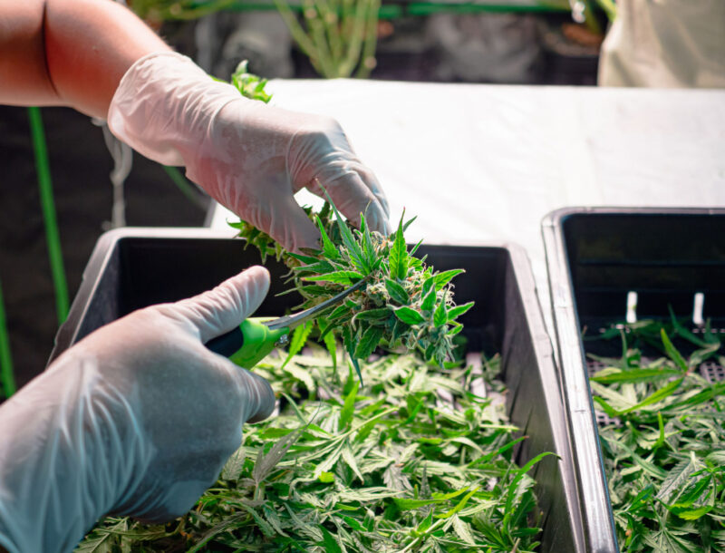 A cannabis grower using trimming scissors to carefully manicure a fresh bud, removing excess leaves for a clean finish.