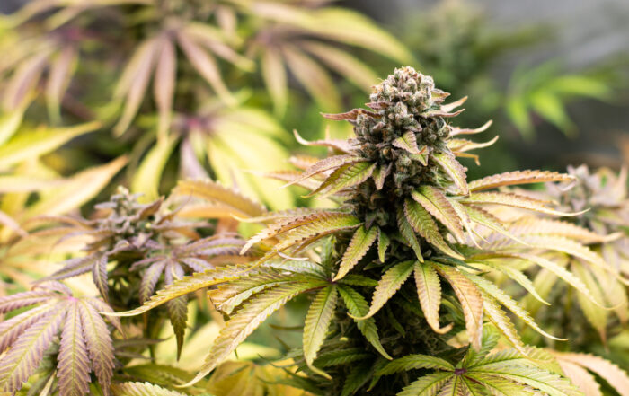 flowering stage buds ready to harvest signs