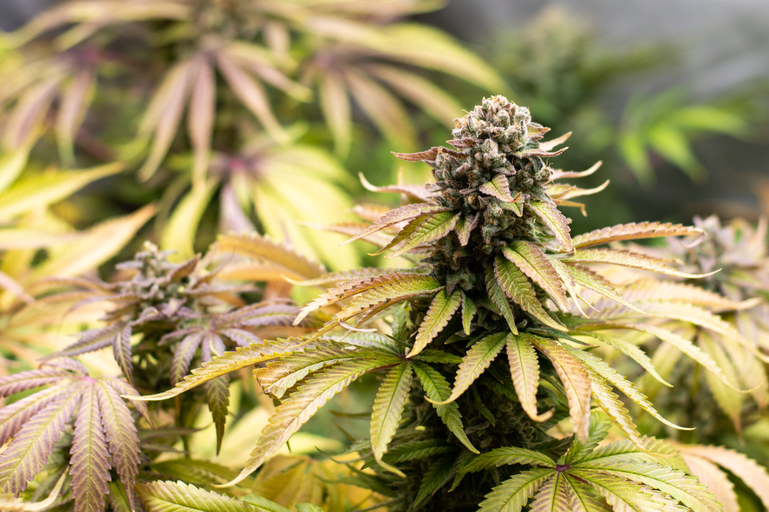 close-up-flowering-plant flowering stage buds ready to harvest signs