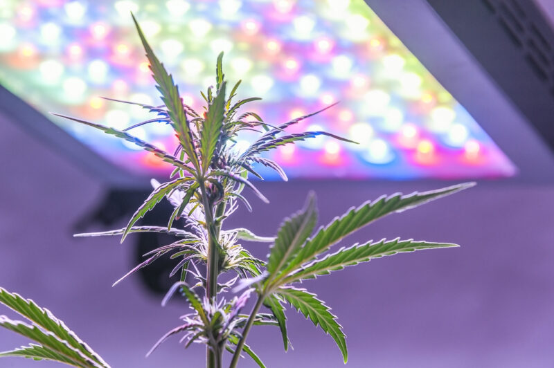 : Close-up of a green cannabis flower illuminated by full-spectrum light, highlighting the trichomes, pistils, and leaf structure with balanced lighting for optimal growth.