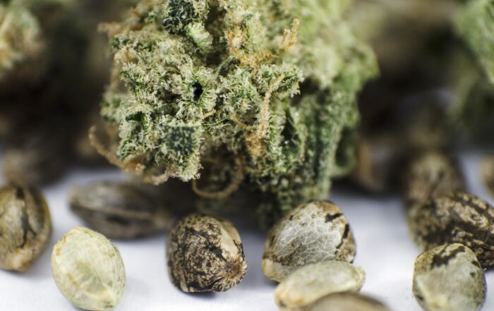cannabis regular seed and bud