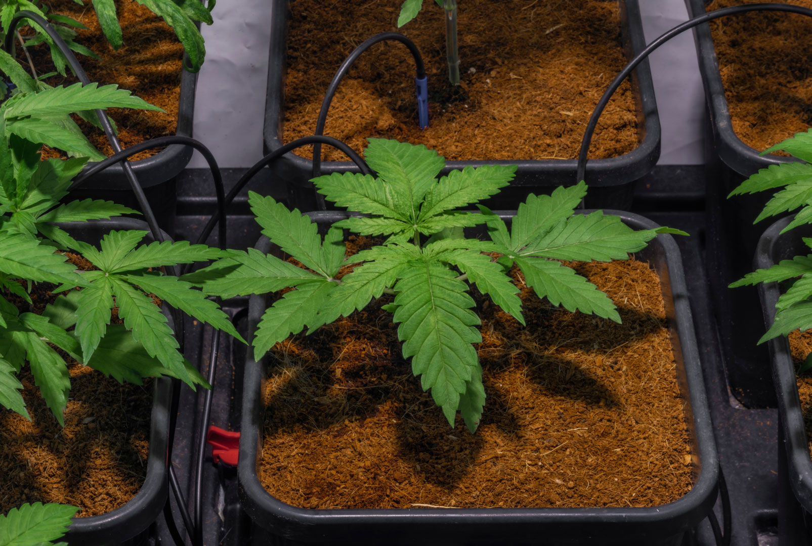 Coco-based hydroponic medium showing how coco should be managed as a soilless system.