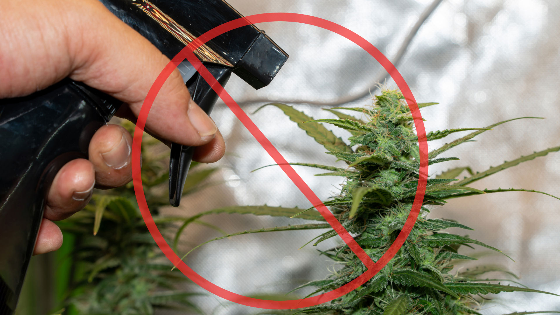 don't spraying buds, dont spraying during flowering stage