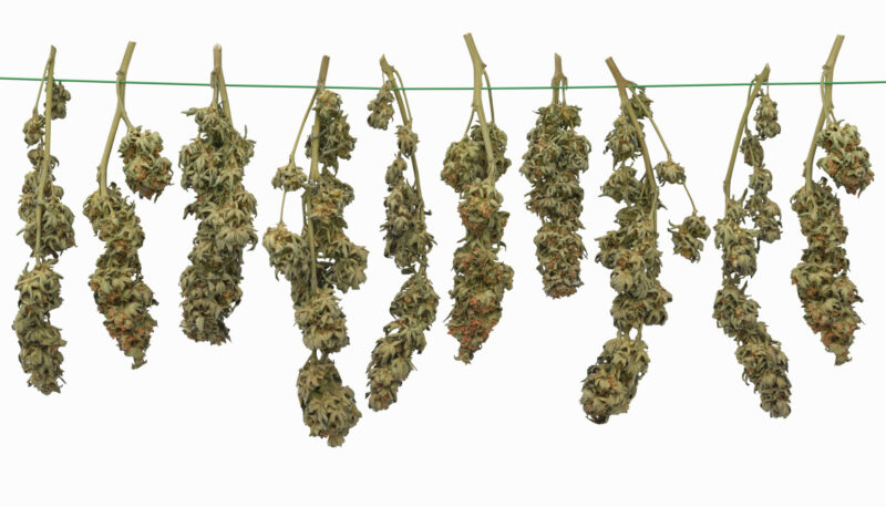 drying and hanging buds