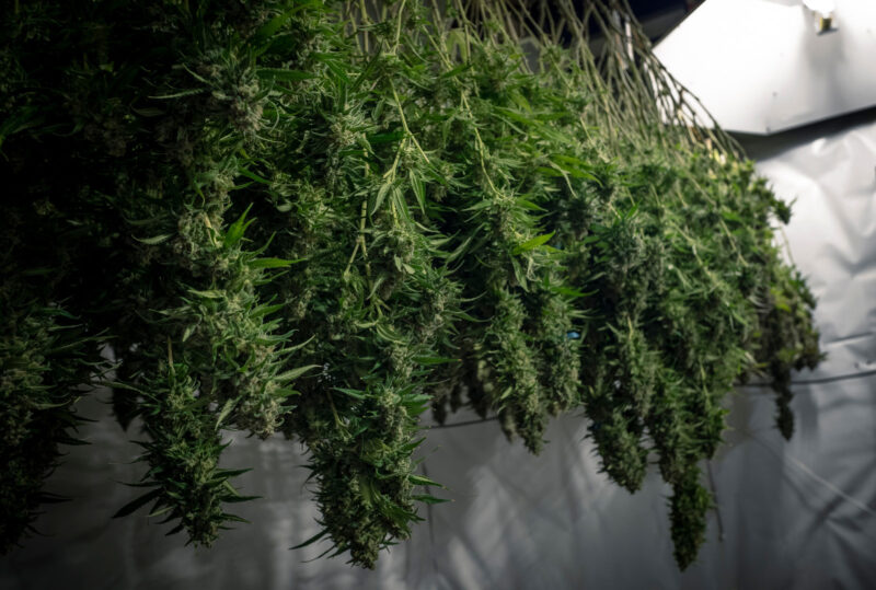 Freshly harvested cannabis buds hanging upside down on a drying rack, allowing for proper airflow and moisture removal during the curing process.