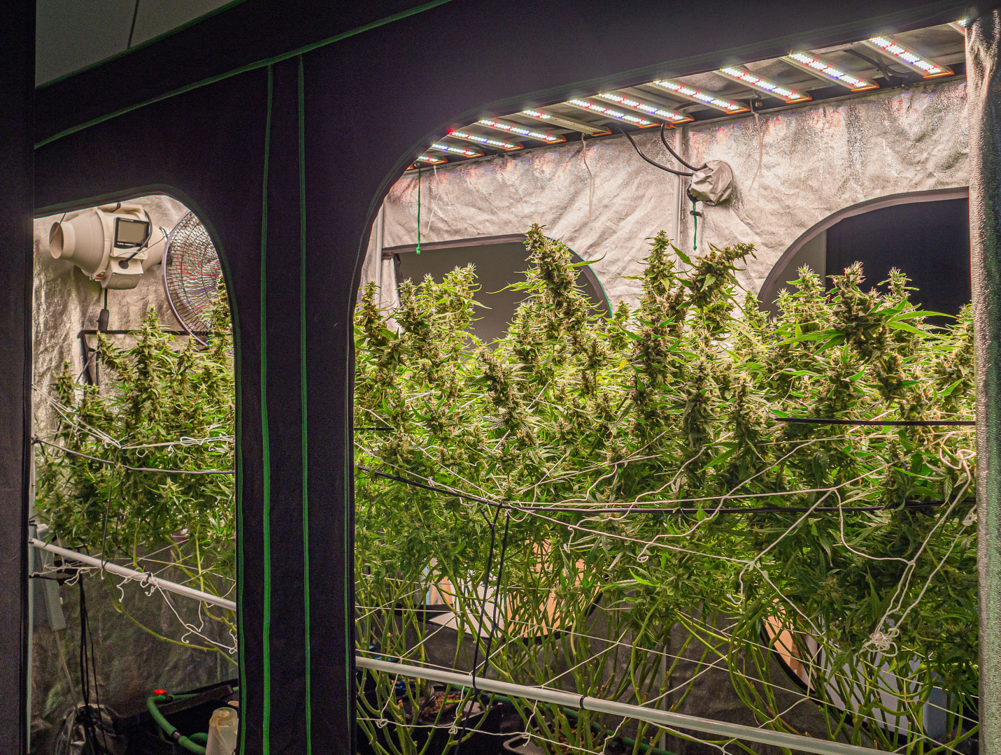 Indoor cannabis grow tent arranged with lighting, plants, and ventilation equipment