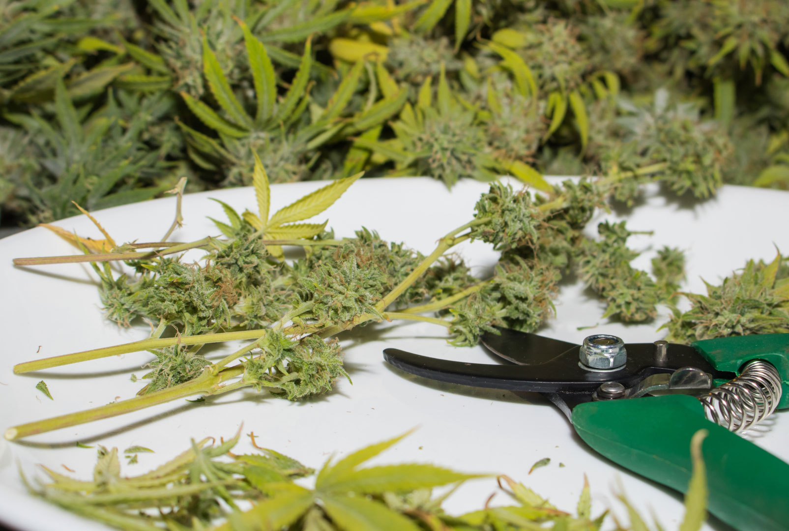 Fresh cannabis flowers being harvested and trimmed