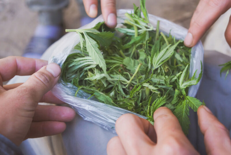 harvested cannabis leaves leftover