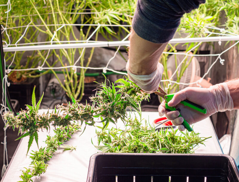 cutting ready to harvest marijuana or cannabis