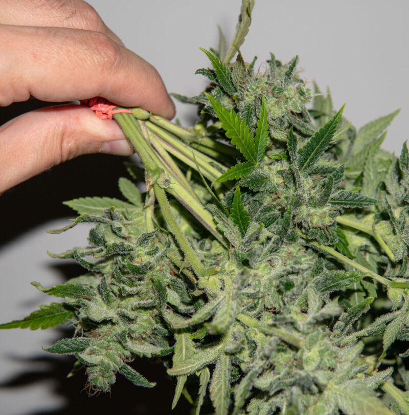 cut cannabis bud