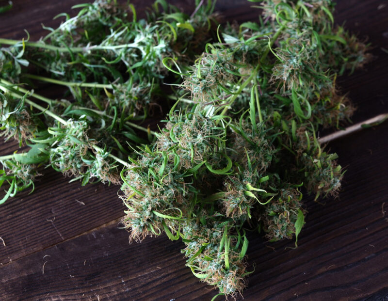 harvested buds on the wood table