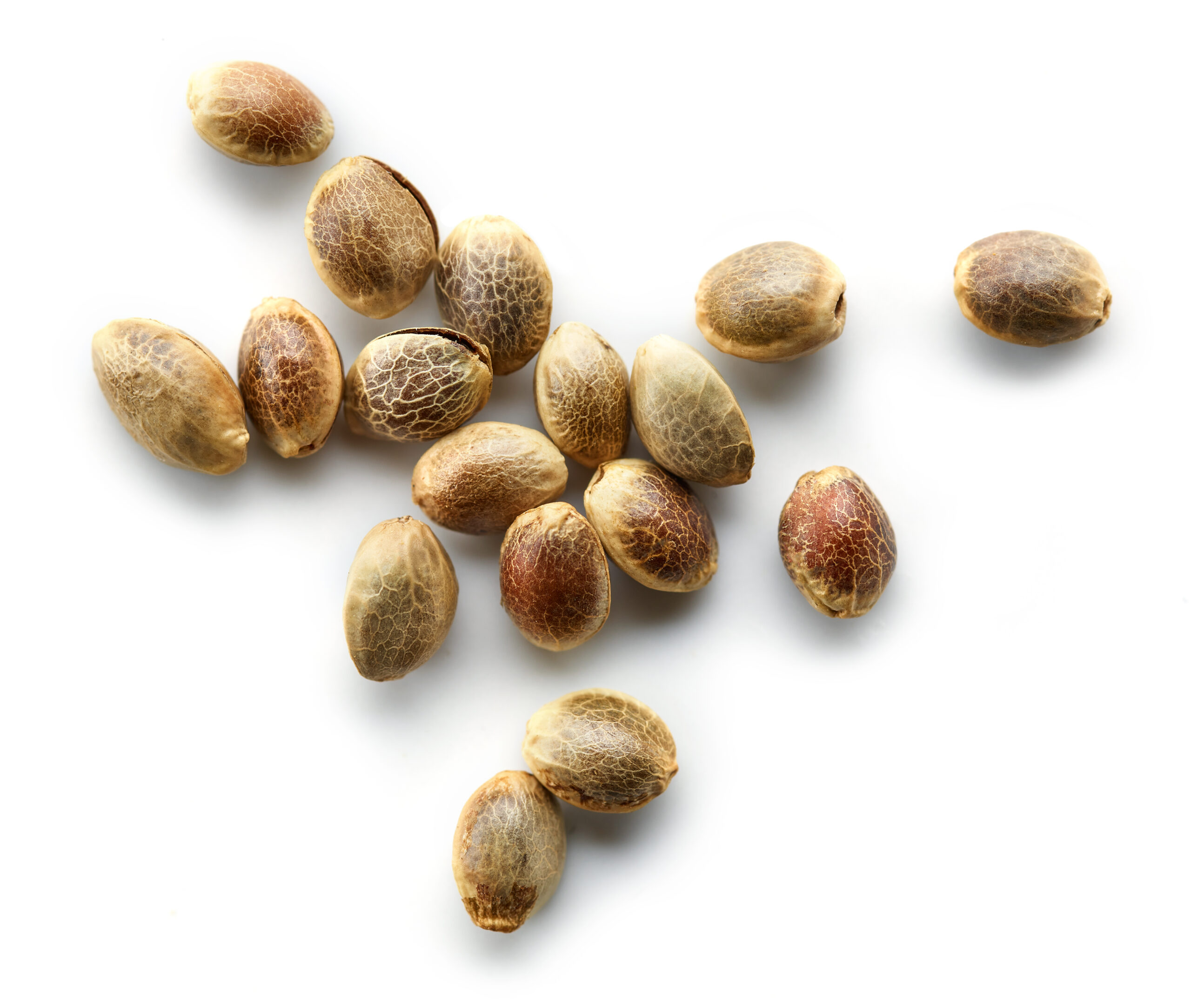 Close view of mature cannabis seeds showing natural differences in shell color and pattern