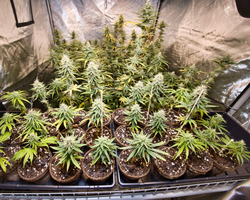 cannabis plants growing in individual flowerpots, showcasing vibrant green leaves and healthy growth in an organized indoor setup