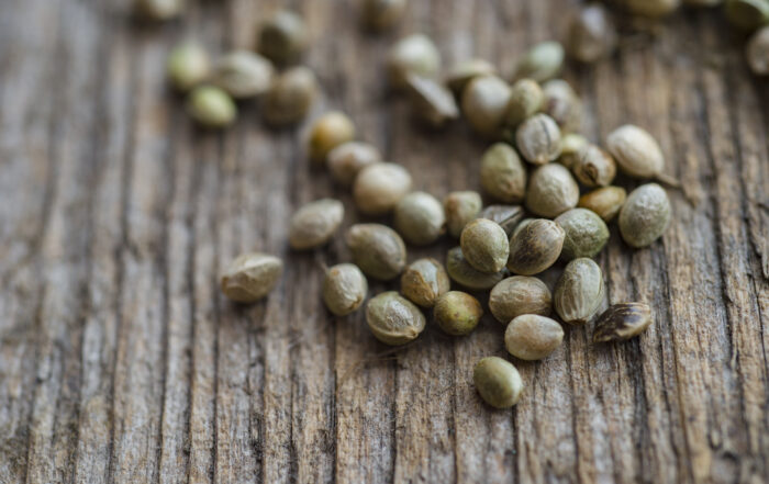 cannabis seeds on the table