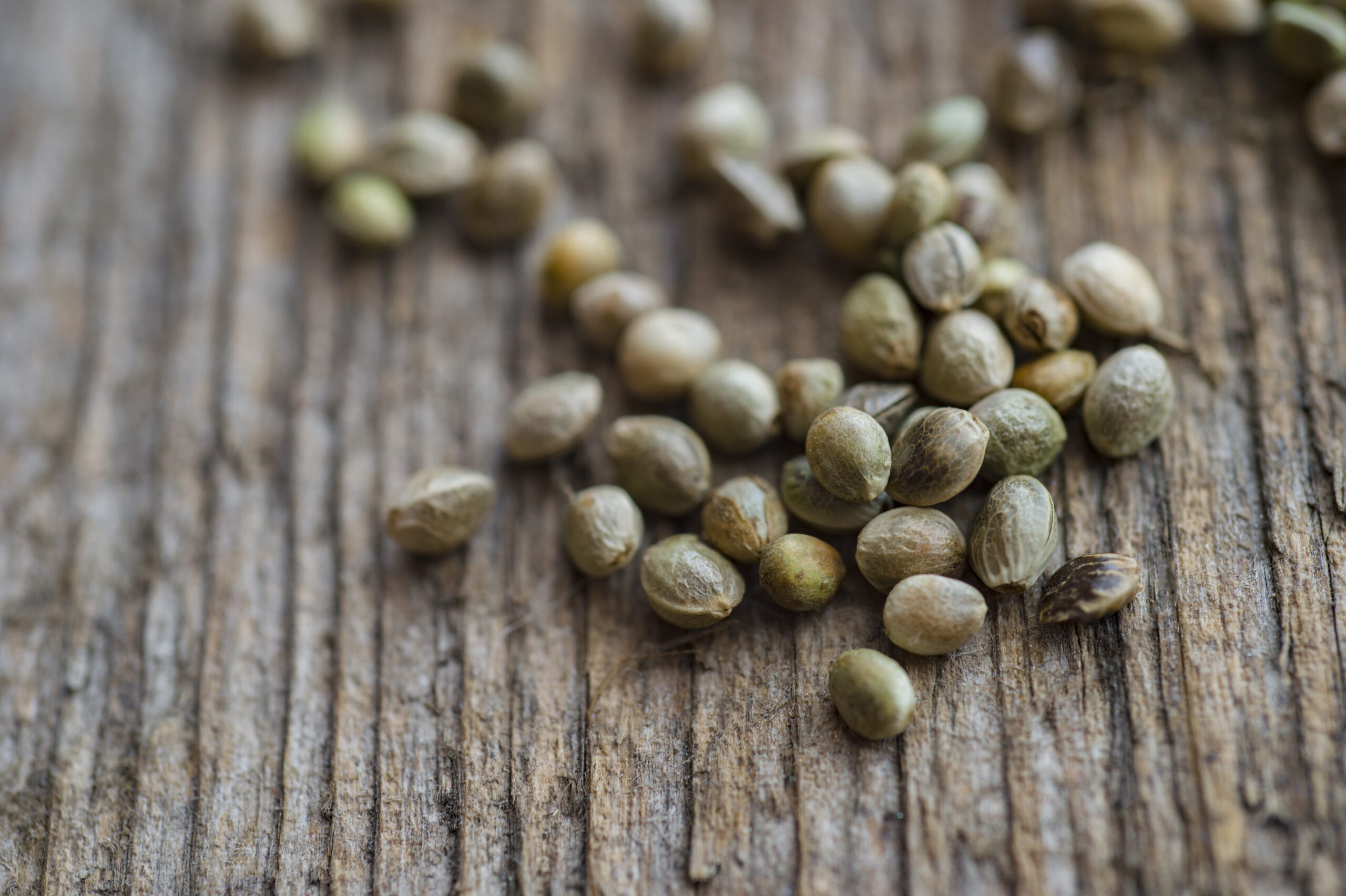 cannabis seeds on the table
