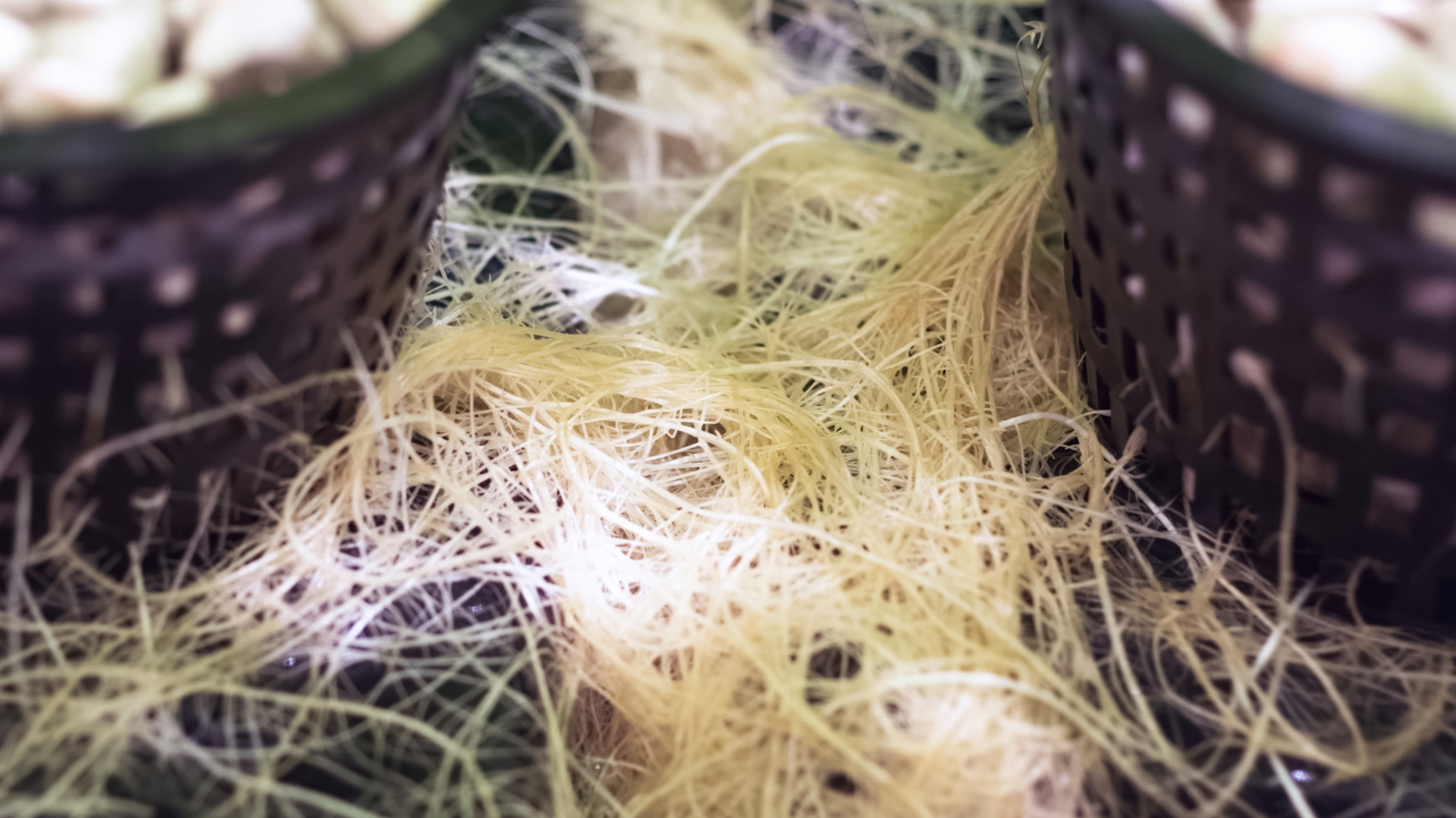 Healthy cannabis roots in a hydroponic growing system