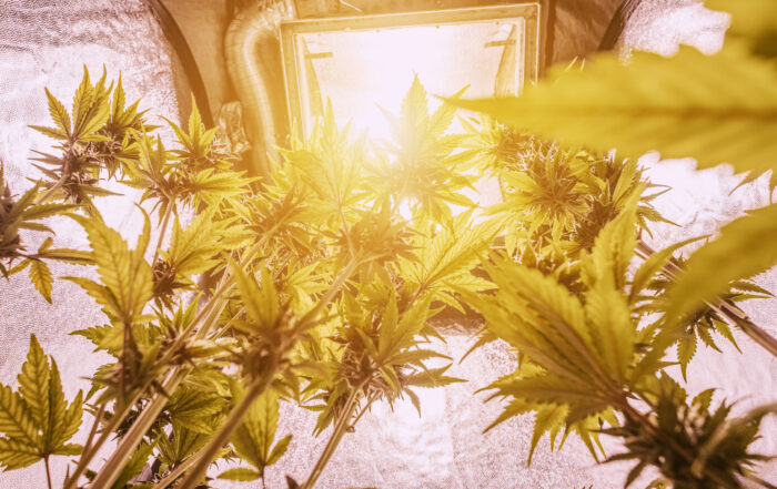 A bright lighting system illuminating cannabis plants in an indoor grow room, emphasizing the importance of light for photosynthesis, growth, and THC production.