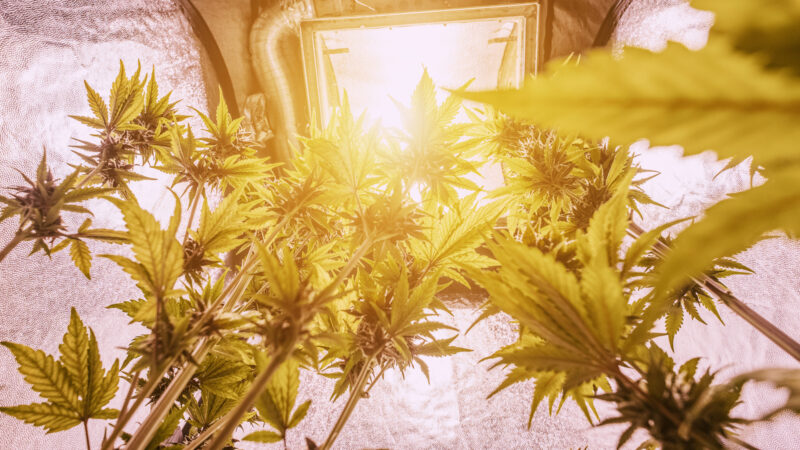 A bright lighting system illuminating cannabis plants in an indoor grow room, emphasizing the importance of light for photosynthesis, growth, and THC production.