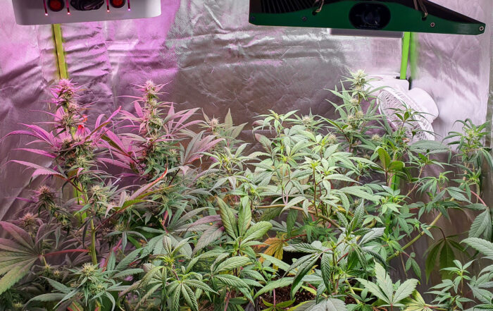 An indoor grow tent illuminated by LED lights, featuring cannabis plants at various stages of maturity and a mix of different strains thriving in the controlled environment.