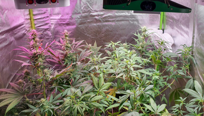 An indoor grow tent illuminated by LED lights, featuring cannabis plants at various stages of maturity and a mix of different strains thriving in the controlled environment.