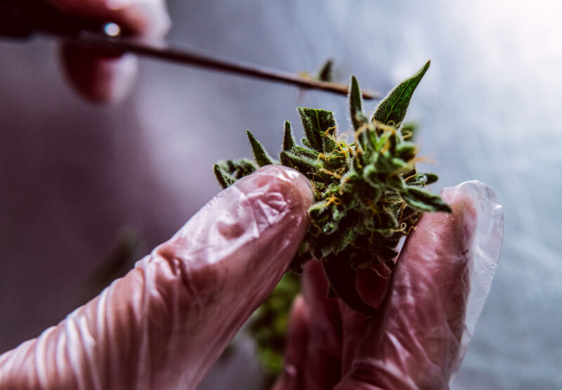 manicuring harvested bud