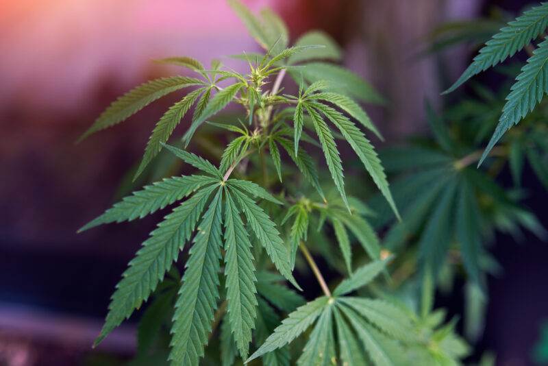marijuana cannabis leaf on colorful background closeup