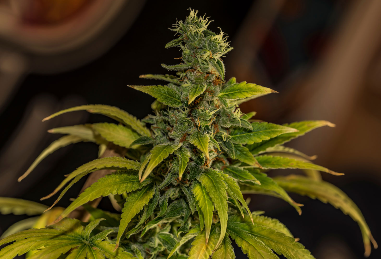ready to harvest bud %70 pistils are brown