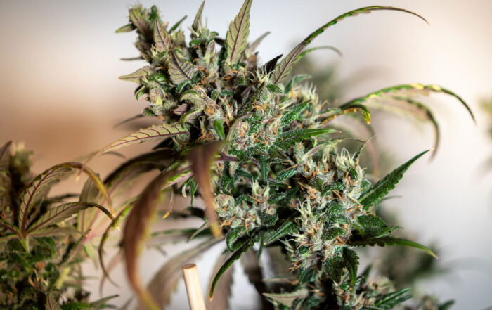 cannabis harvesting based on pistils