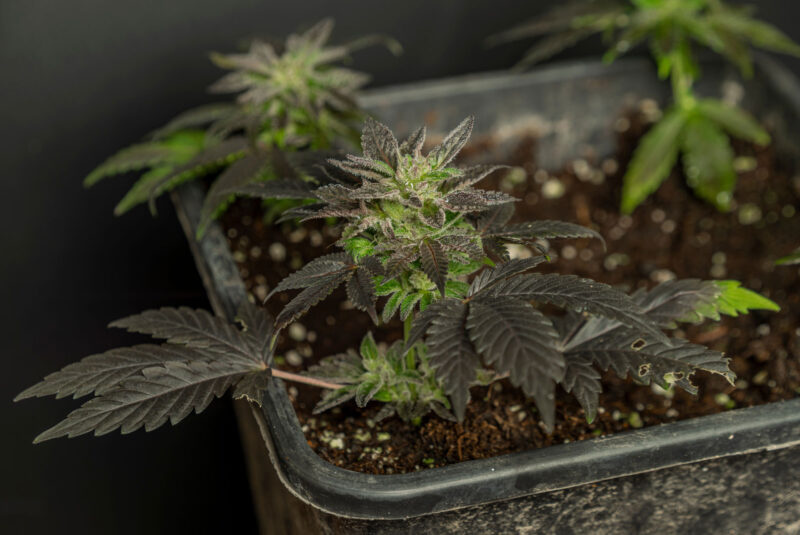 tiny flower cannabis ready to harvest