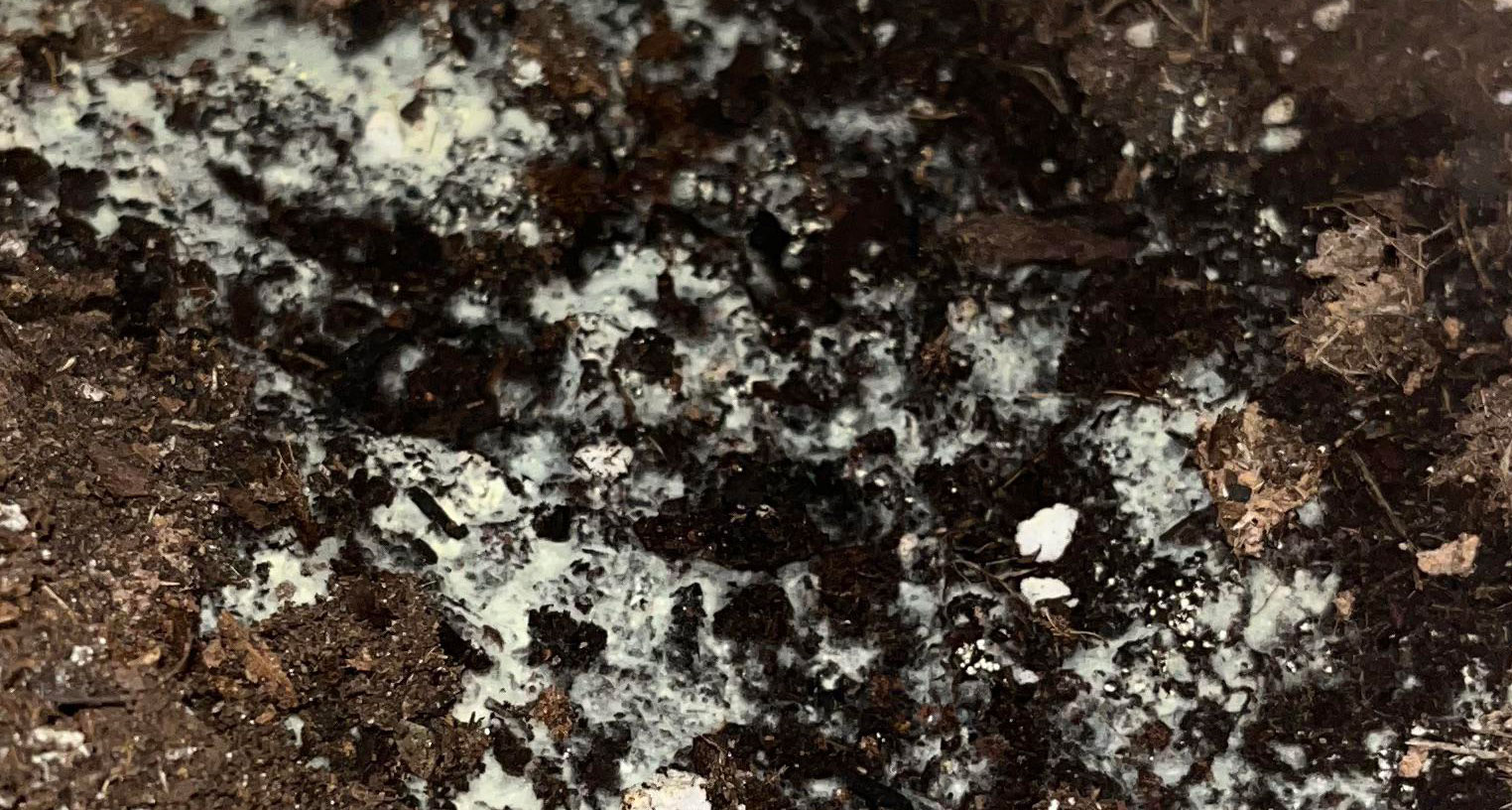 Salt texture reference used to explain mineral salt buildup in growing media.